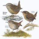 Winter Wren