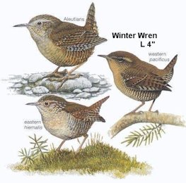 Winter Wren