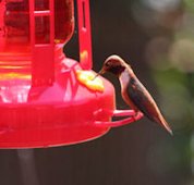 Rufous Hummingbird