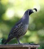 California Quail