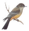 Say's Phoebe