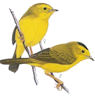 Wilson's Warbler