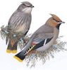 Bohemian Waxwing