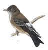 Olive Sided Flycatcher