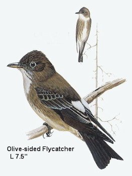 Olive-sided Flycatcher