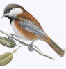 Chestnut Backed Chickadee