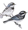 Black-throated Gray Warbler