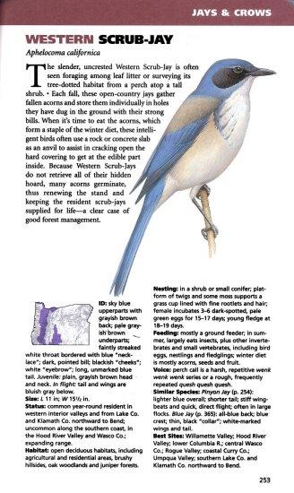 Lone Pine Birds of Oregon