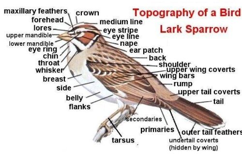 Bird Body Part Names. Identifying Birds. Knowing the names of the parts of a 