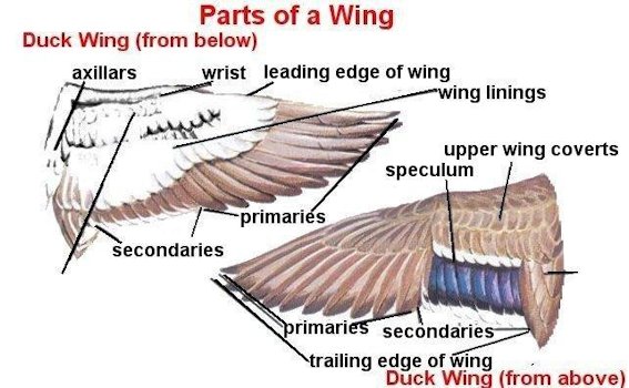 Bird Wing Part Names. Identifying Birds. Knowing the names of the parts of a 