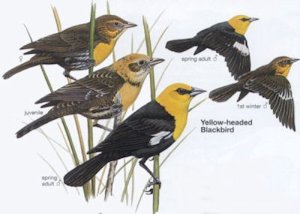 Yellow-headed Blackbirds