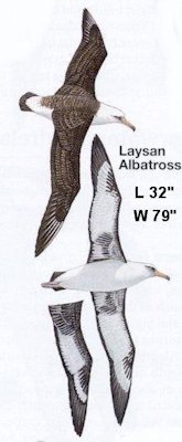 Laysan Albatross