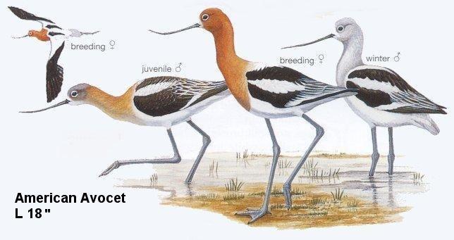 American Avocet