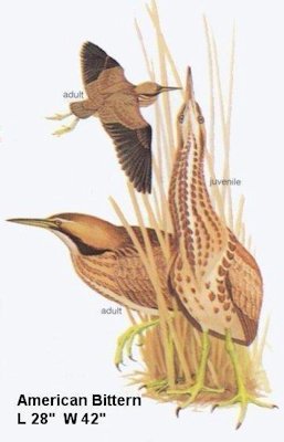 American Bittern