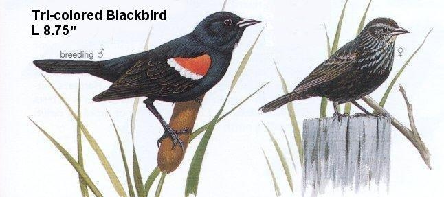 Tricolored Blackbird