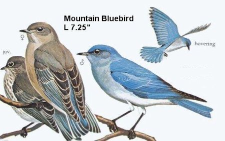 Mountain Bluebird