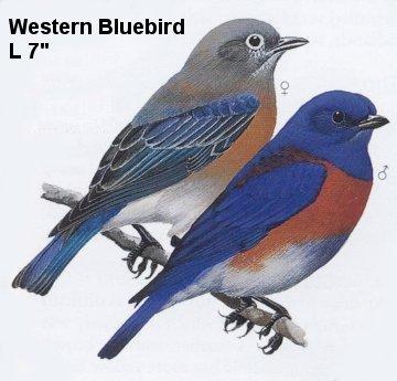 Western Bluebird