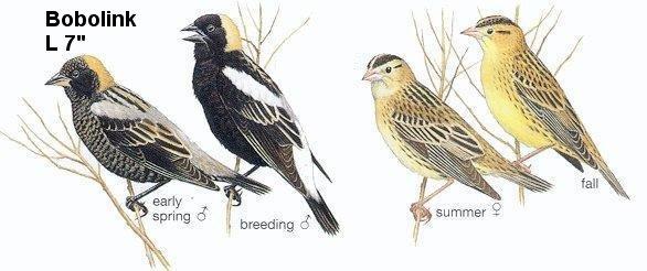 Bobolink