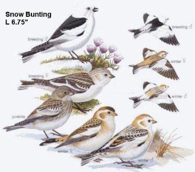 Snow Bunting 