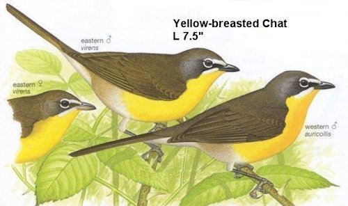 Yellow-breasted Chat