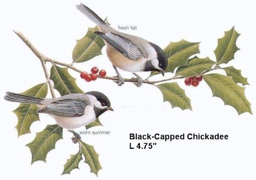 Black-capped Chickadee