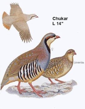 Chukar