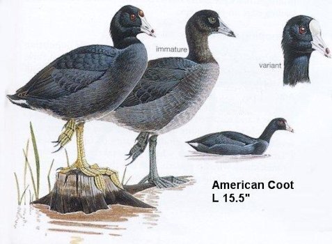 American Coot