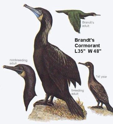 Brandt's Cormorant 