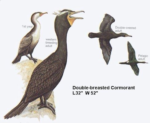 Double-crested Cormorant 