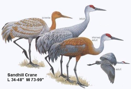 Sandhill Crane