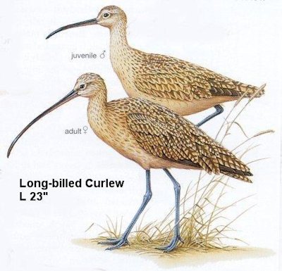 Long-billed Curlew