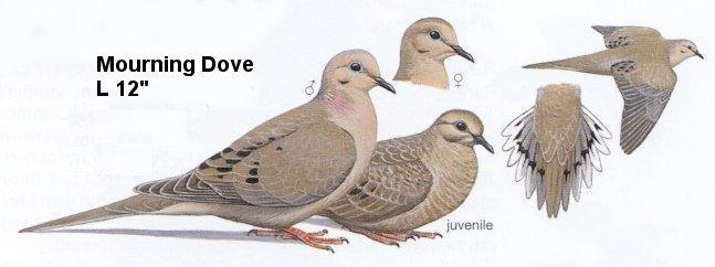 Mourning Dove