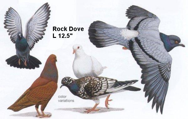 Rock Dove