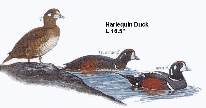 Harlequin Duck