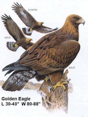 golden eagle wallpaper. wallpaper GOLDEN EAGLE (Aquila