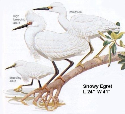 Snowy Egret