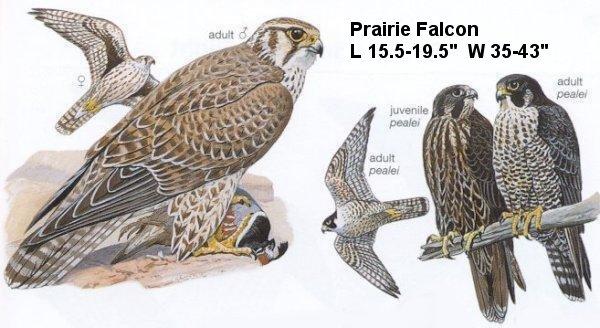 Falcon-Prairie