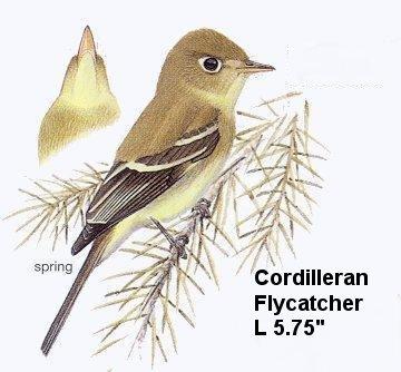 Cordilleran Flycatcher