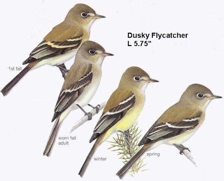 Dusky Flycatcher