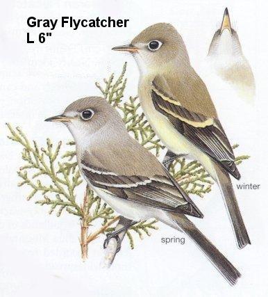 Gray Flycatcher