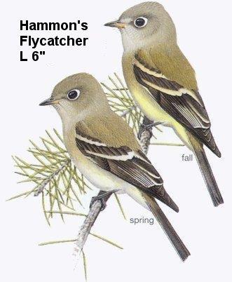 Hammond's Flycatcher
