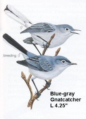 Blue-gray Gnatcatcher