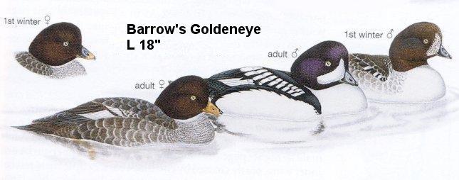 Barrow's Goldeneye