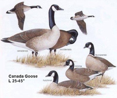 Canada Goose