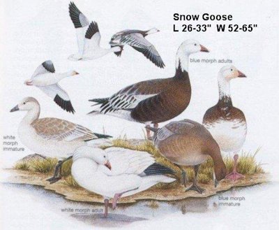 Snow Goose