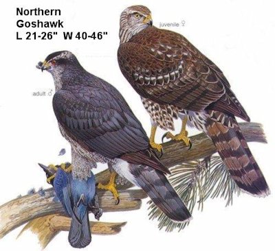 Northern Goshawk