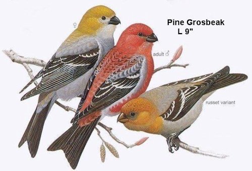 Pine Grosbeak