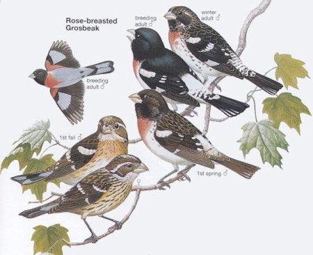 Rose-breasted Grosbeak