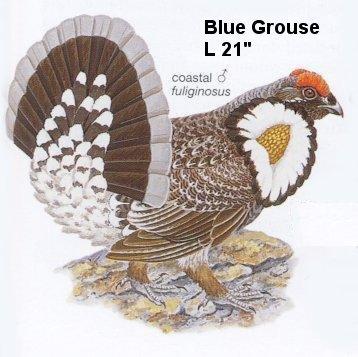 Blue Grouse