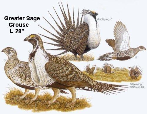 Greater Sage Grouse